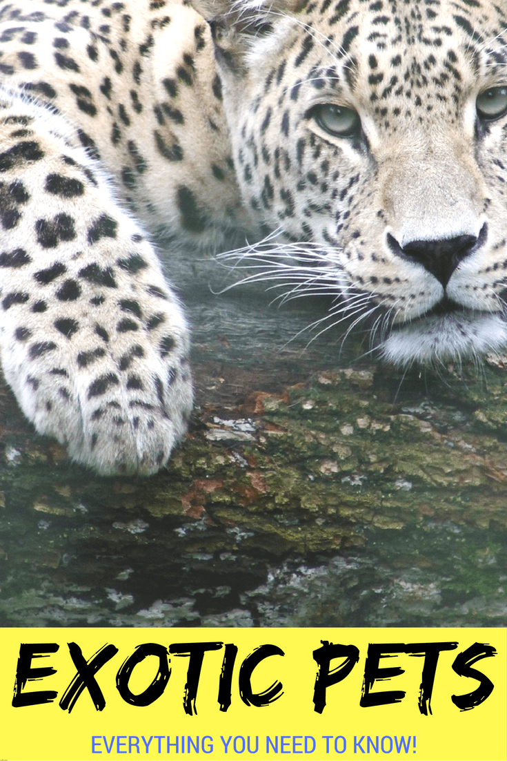 Exotic Pets Everything you need to know! MyExoticWorld