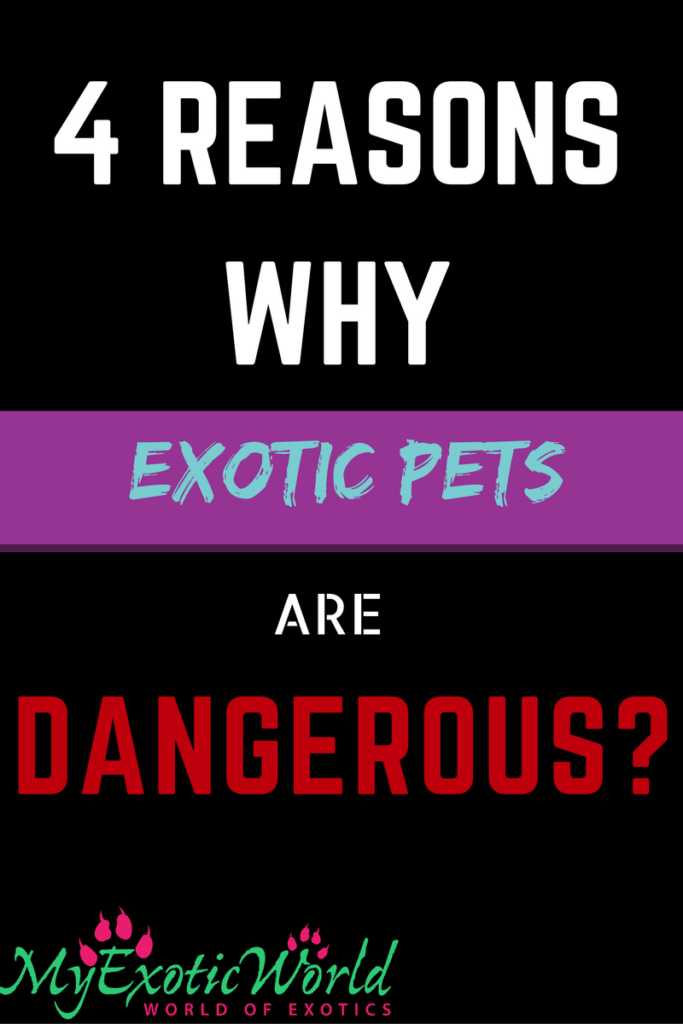 4 Reasons Why Owning Exotic Pets can be Dangerous! (Health Included!)
