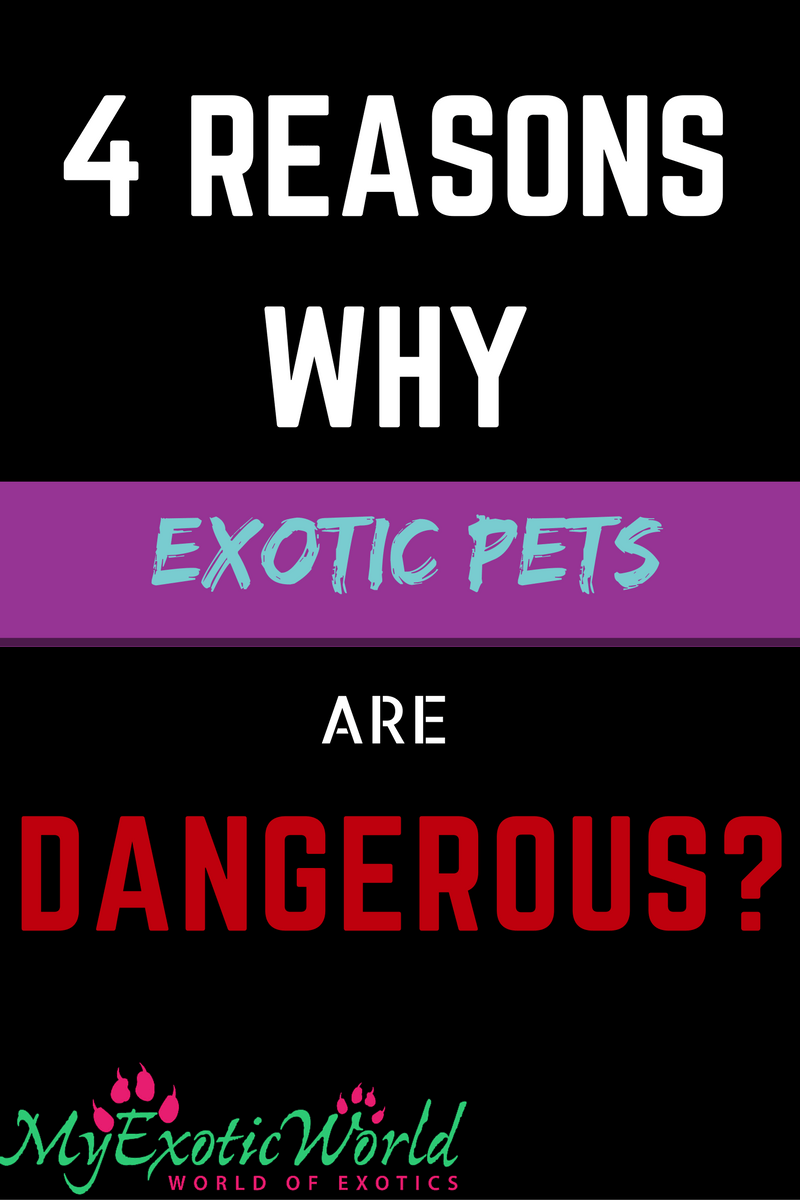 4-reasons-why-owning-exotic-pets-can-be-dangerous-health-included