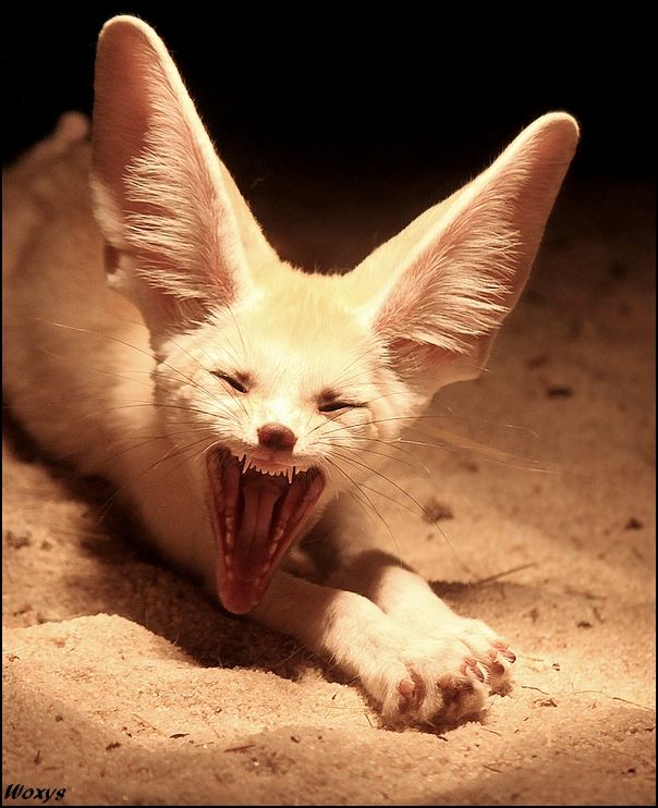 Fennec Fox as Pets? Things to know before taking them as pets!