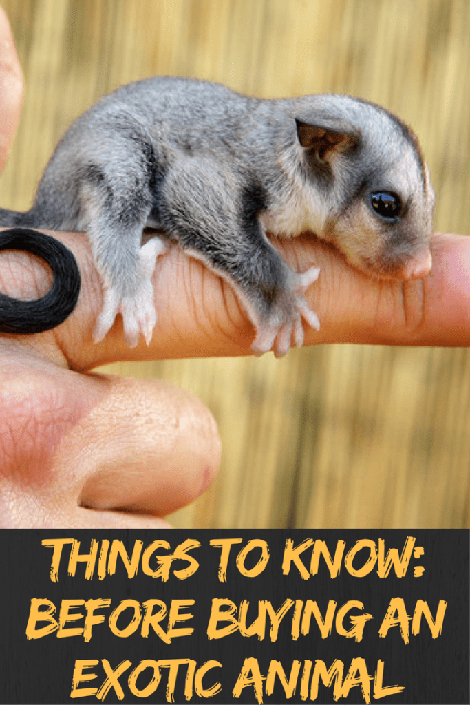 Buying an Exotic Animal 7 Things to Consider Now!