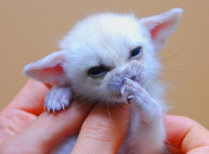 cool pets Chanterelle Fennec myexoticworld