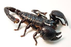 cool pets Emperor Scorpions myexoticworld