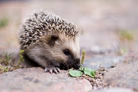 cool pets Hedgehog myexoticworld