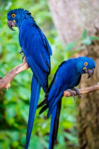 cool pets Hyacinth Macaw myexoticworld