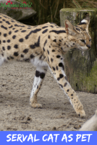 serval cat as pet