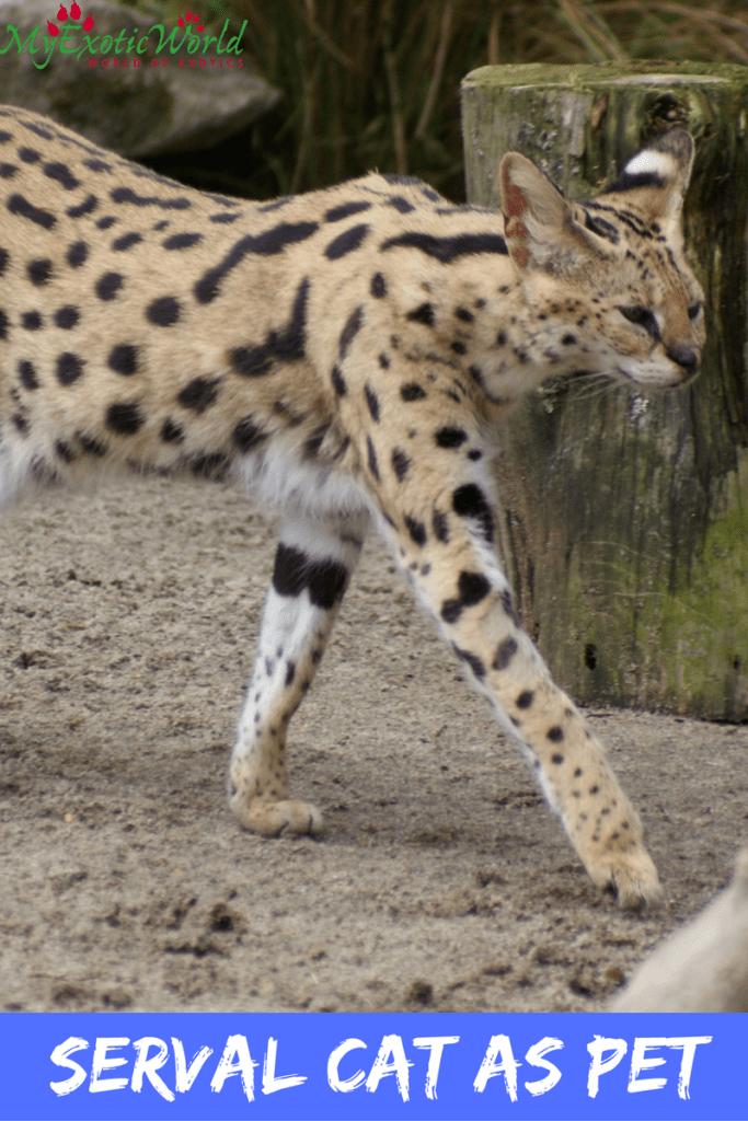 Serval Cat as Pet Price, Adoptions and Risks!