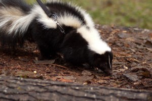 cool pets the skunk myexoticworld