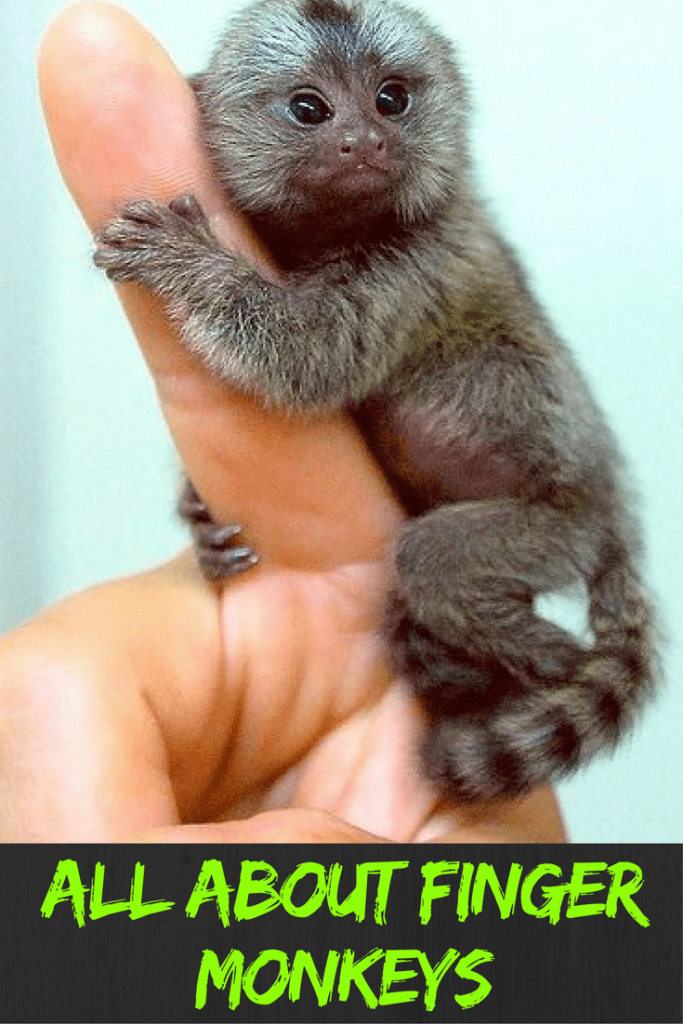 What is Finger Monkey? Pocket Monkeys Cost and Diet?