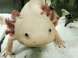 cool pets axolotl