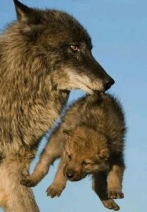 baby wolf dog puppies howling www.myexoticworld.com
