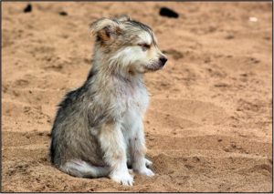 baby wolf dog puppies howling www.myexoticworld.com