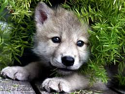 baby wolf dog puppies howling www.myexoticworld.com
