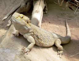 cool pets Bearded Dragon myexoticworld