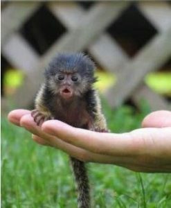 baby finger monkey