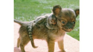 finger monkey as pets