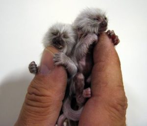 owning a finger monkey