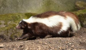 Skunk Mammal