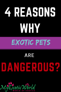 why exotic pets are dangerous to health?