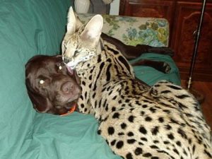 serval cat as pet