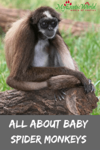 baby spider monkey facts, diets and habitat