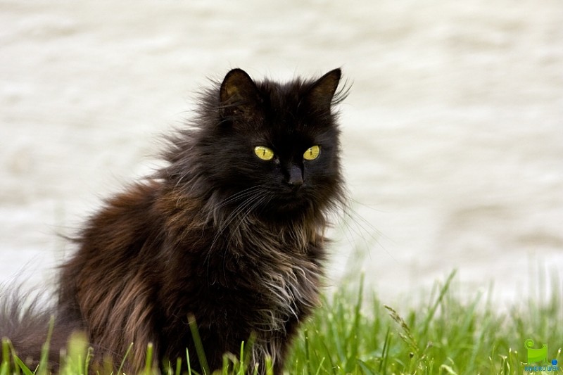 Chantilly Tiffany Cat Black Things To Know About Chantilly Cats