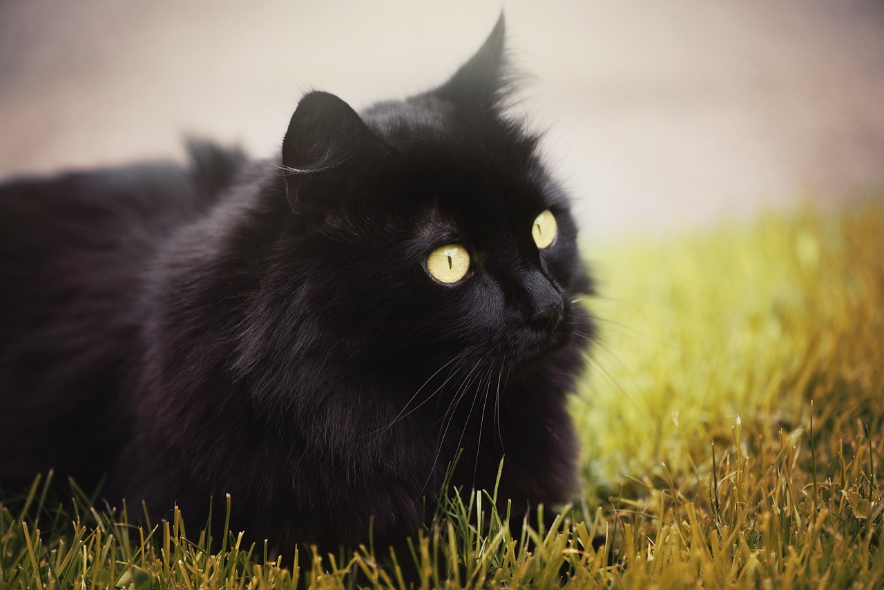 Black Chantilly Cat Breed