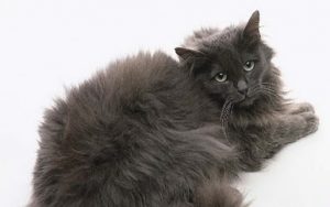 Chantilly Tiffany Cat (Black): Things to know About Chantilly Cats – My ...