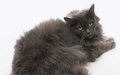 Black Chantilly Cat Breed