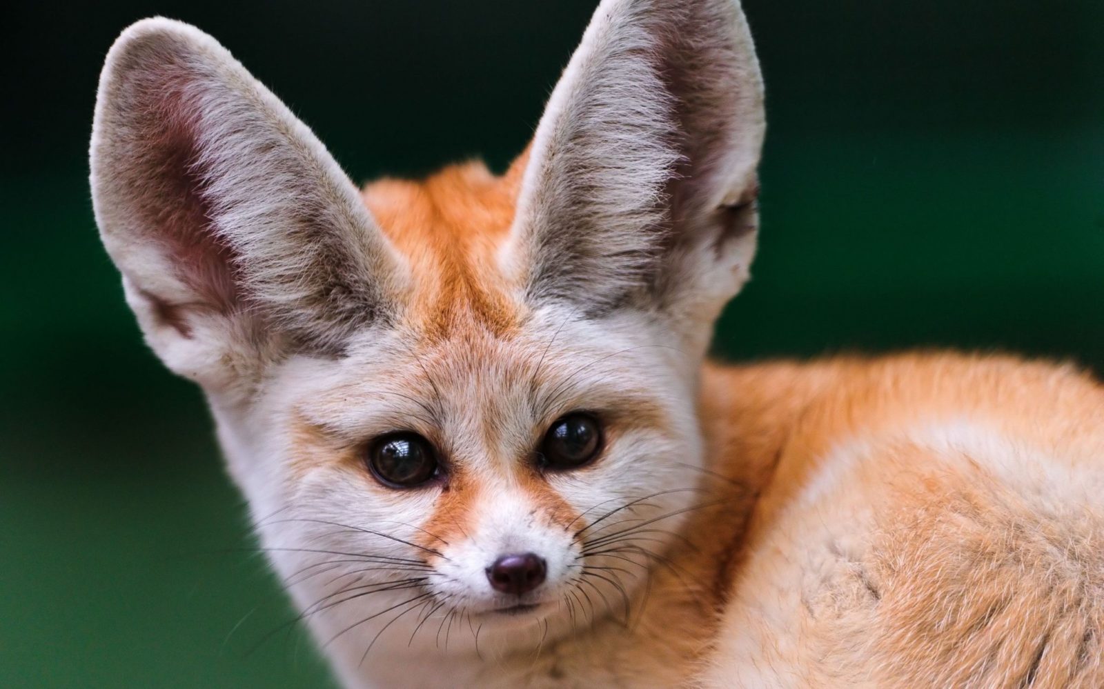 Fennec Foxes pet