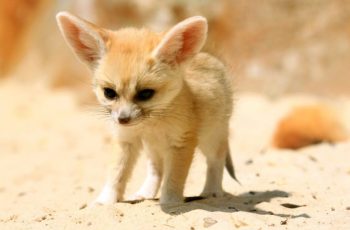 Fennec Fox as Pets? Things to know before taking them as pets!