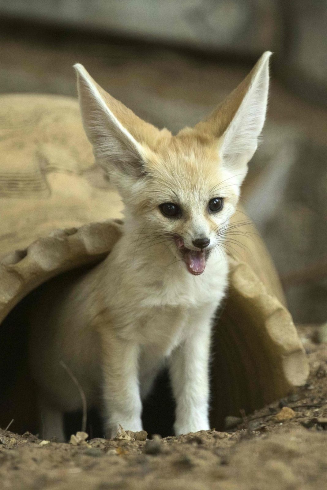 baby fennec fox pet