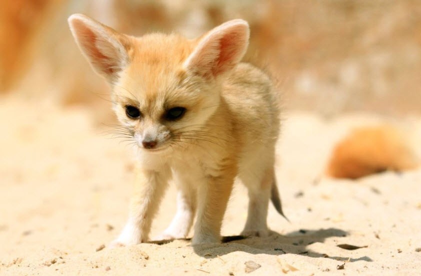 baby fennec fox