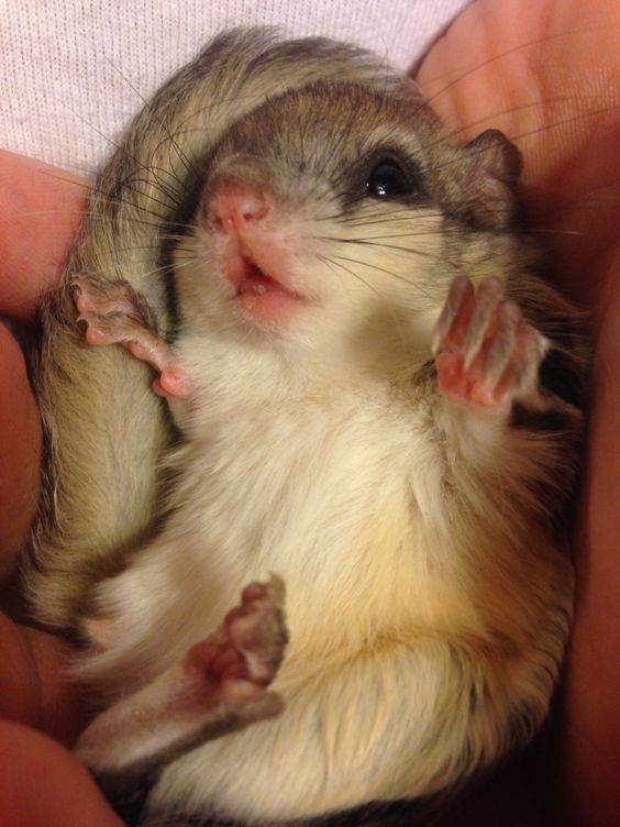 Adopting Flying Squirrel As Pets? Consider these points first!