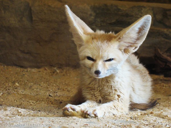 baby fennec fox diet