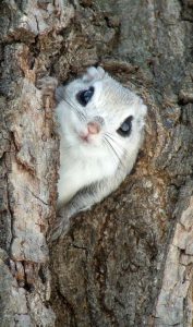 cute flying squirrel myexoticworld.com