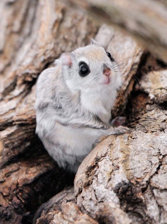 Adopting Flying Squirrel As Pets? Consider these points first!