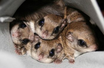 Things to Consider before adopting a Flying Squirrel As Pet!