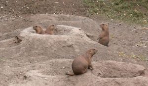 Black tailed Prairie Dogs