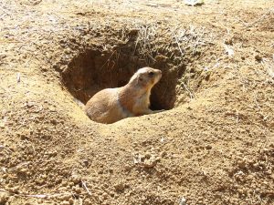 Black tailed Prairie Dogs