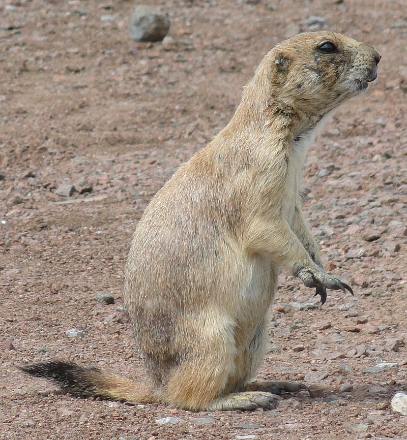 What are Black Tailed Prairie Dogs?