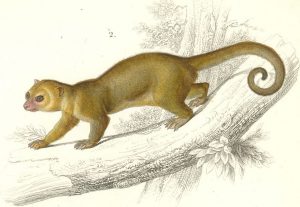 Kinkajou as pets