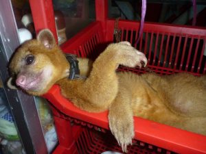 Kinkajou as pets