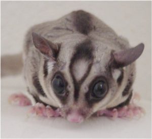 Sugar Gliders pets