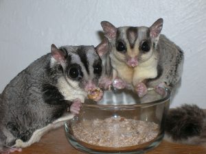 Sugar Gliders pets