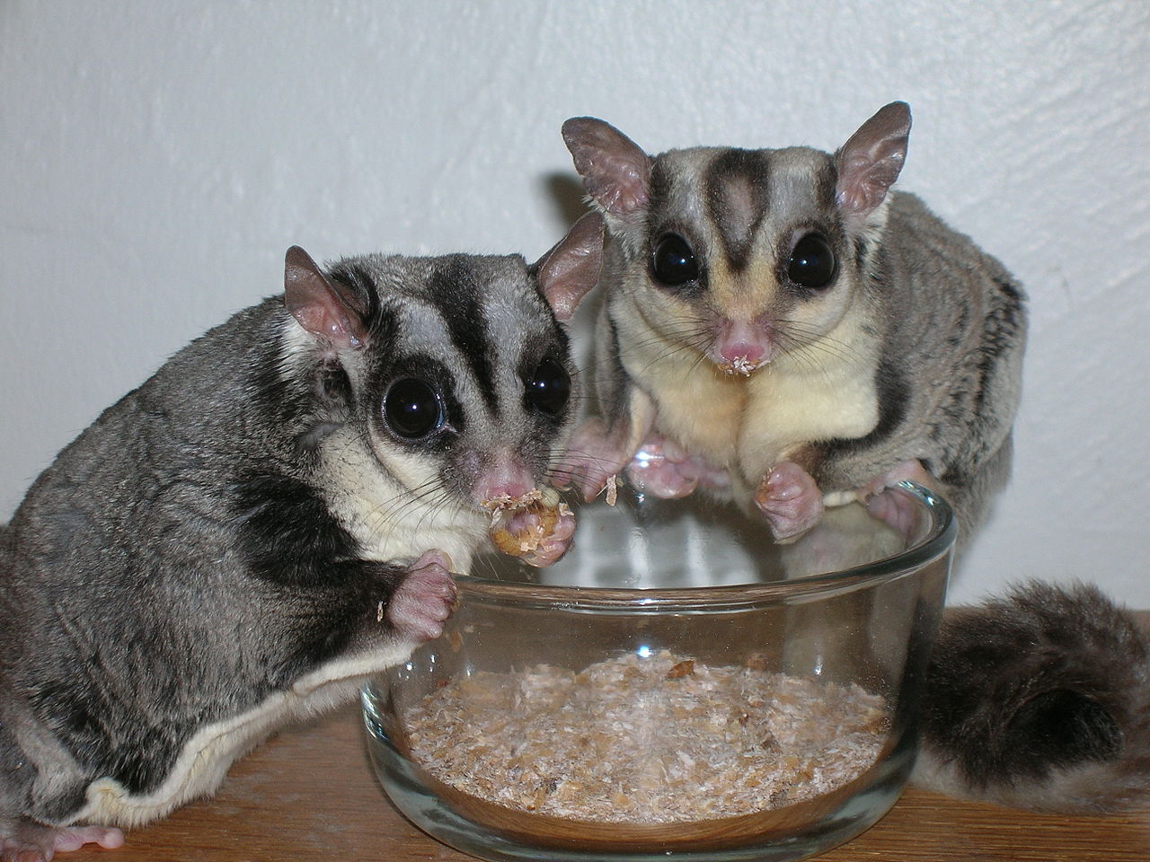 Sugar Gliders as Pets considering Lifespan, Facts, Care and Diet
