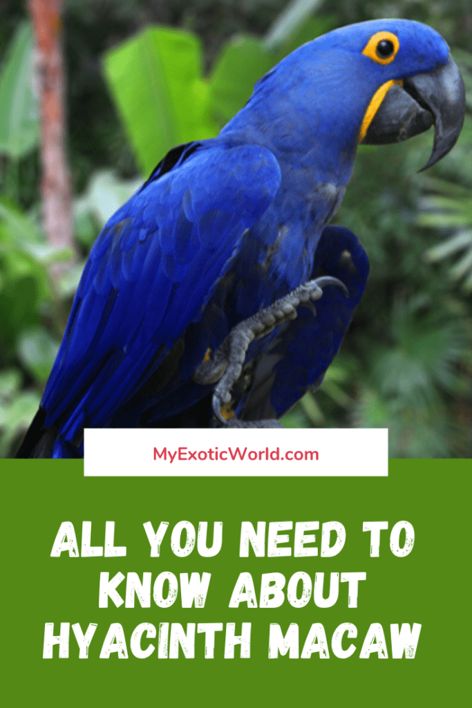 Hyacinth Macaw as Pet