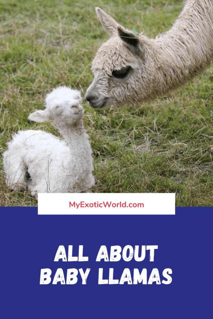 Baby Llamas Habitat, Diet, Characteristics