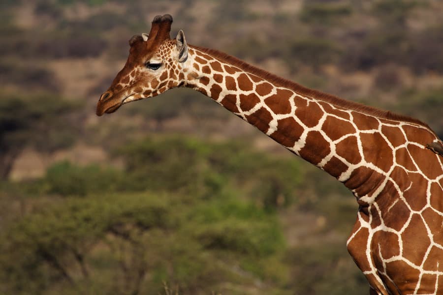 Reticulated giraffe in its natural habitat