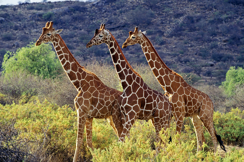 Reticulated giraffe peacefully grazing in the grasslands